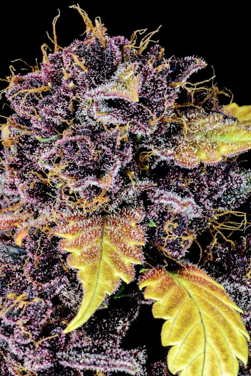 Purple Lemonade Auto