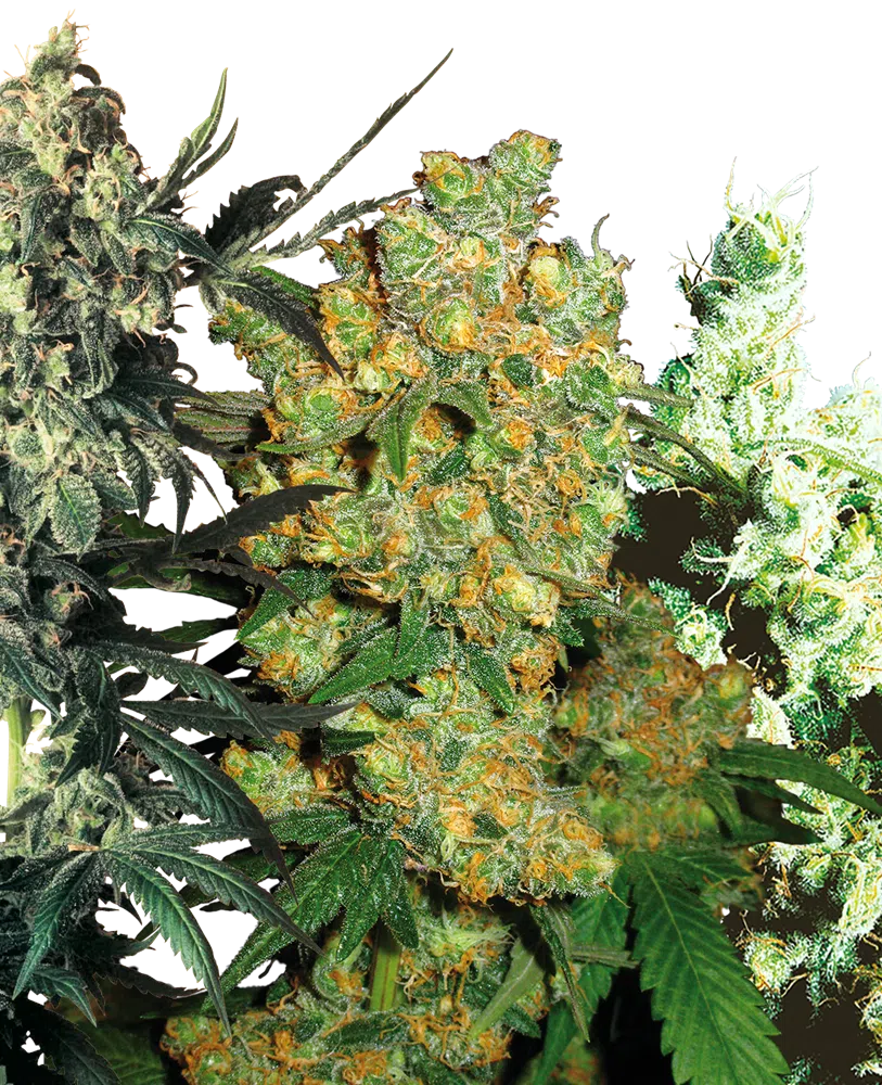 SENSI SEEDS - FEMINIZED MIX STRAIN - FEM PHOTO
