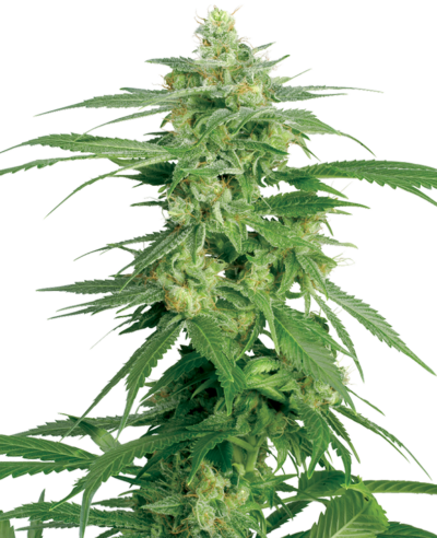 SENSI SEEDS WHITE LABEL - HOLLAND'S HOPE STRAIN - REG PHOTO - 10 PACK