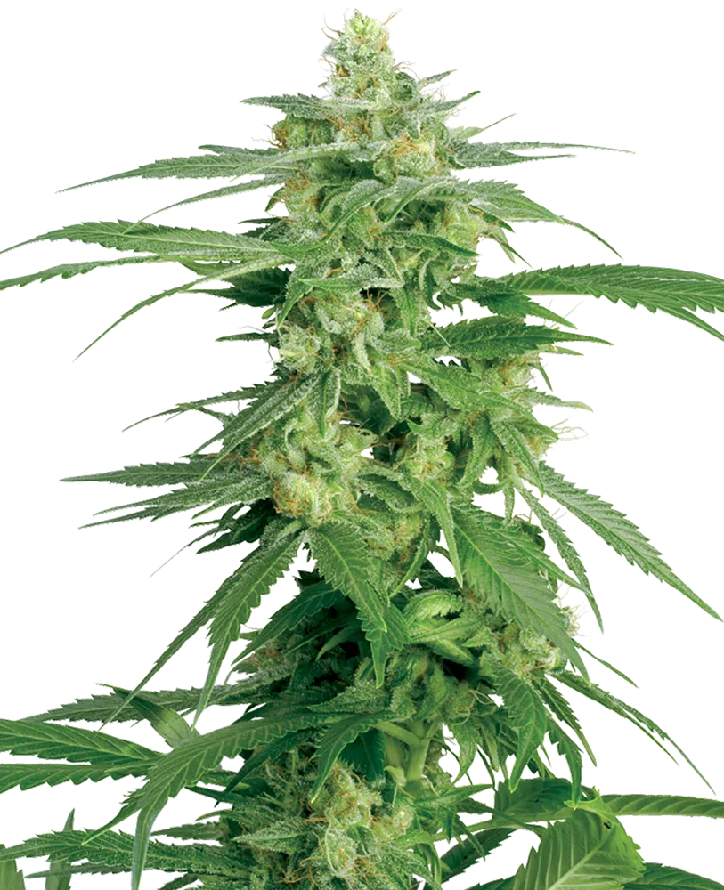 SENSI SEEDS WHITE LABEL - HOLLAND'S HOPE STRAIN - REG PHOTO - 10 PACK