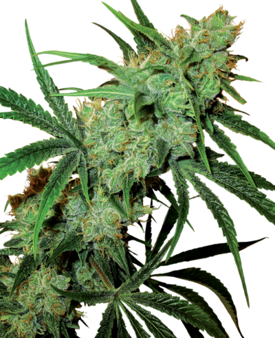 SENSI SEEDS - FRUITY JUICE STRAIN - REG PHOTO - 10 PACK