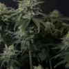 FAST BUDS - GORILLA COOKIES FF STRAIN - FEM PHOTO - Image 5