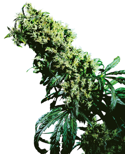 SENSI SEEDS - NORTHERN LIGHTS #5 x HAZE STRAIN - FEM PHOTO