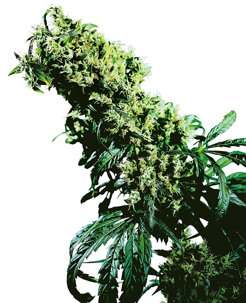 SENSI SEEDS - NORTHERN LIGHTS #5 x HAZE STRAIN - FEM PHOTO