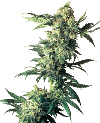 SENSI SEEDS - NORTHERN LIGHTS STRAIN - FEM PHOTO - 10 PACK