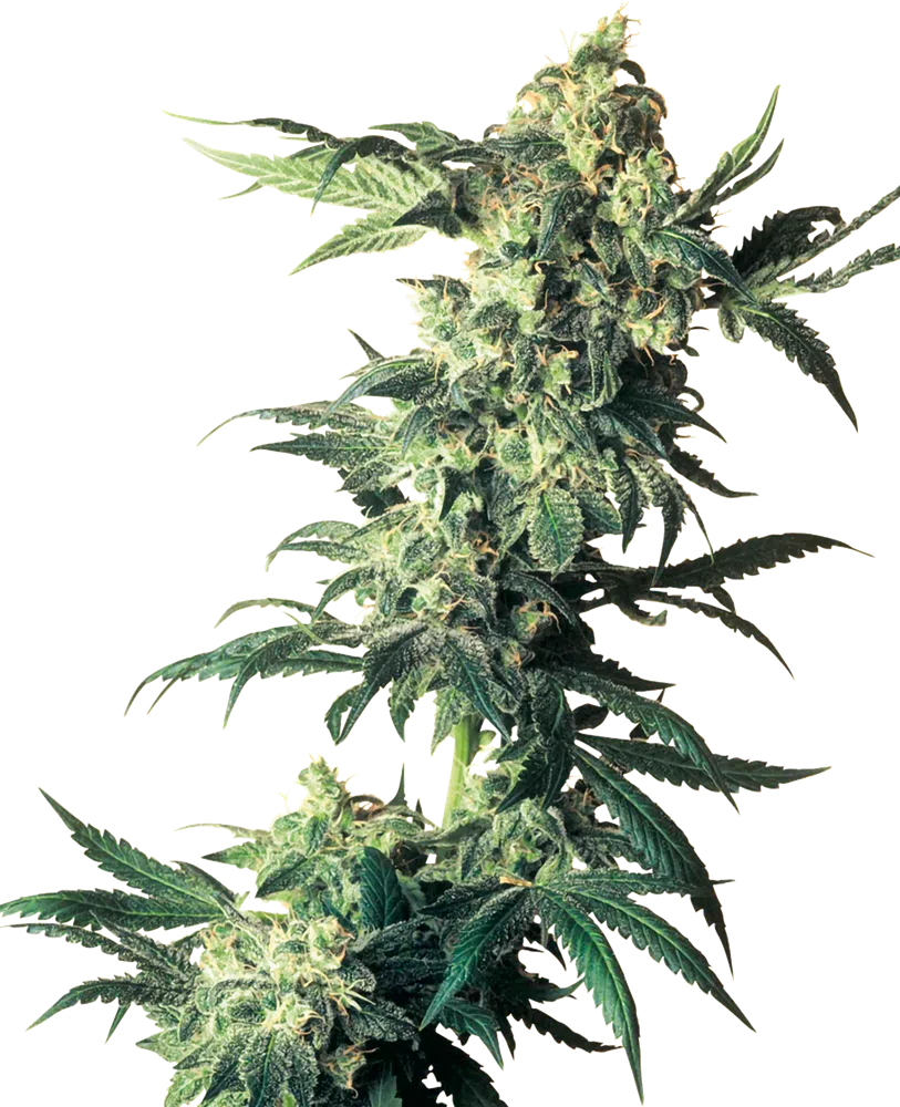 SENSI SEEDS - NORTHERN LIGHTS STRAIN - FEM PHOTO - 10 PACK