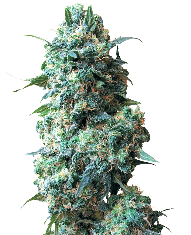 SENSI SEEDS WHITE LABEL - AFGHAN KUSH STRAIN - REG PHOTO - 10 PACK