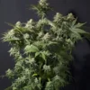 FAST BUDS - ORANGE SHERBET FF STRAIN - FEM PHOTO - Image 3