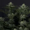 FAST BUDS - GG4 SHERBET FF STRAIN - FEM PHOTO - Image 5