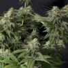 FAST BUDS - ORANGE SHERBET FF STRAIN - FEM PHOTO - Image 4