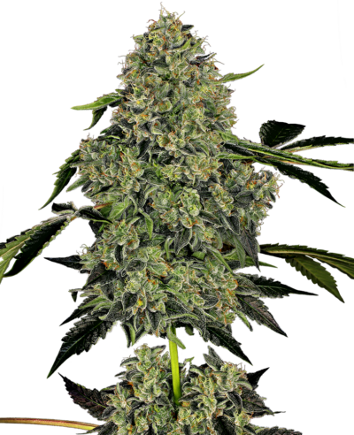 SENSI SEEDS WHITE LABEL - OG KUSH AUTOMATIC STRAIN - AUTO FEM
