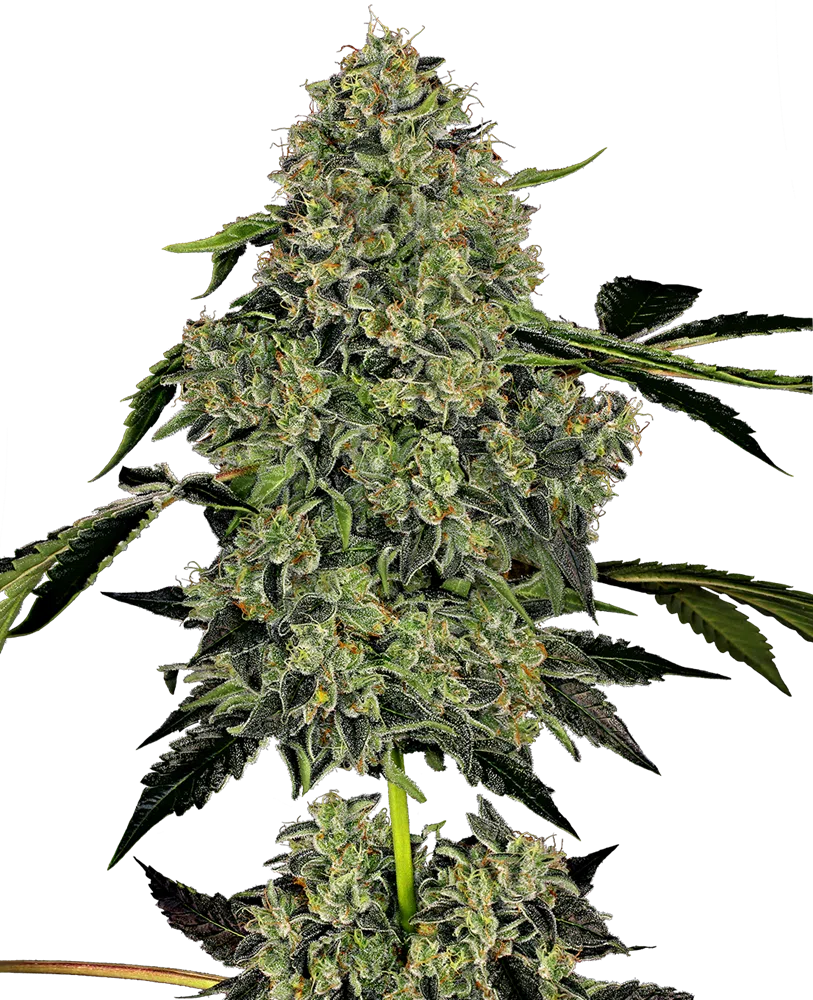 SENSI SEEDS WHITE LABEL - OG KUSH AUTOMATIC STRAIN - AUTO FEM