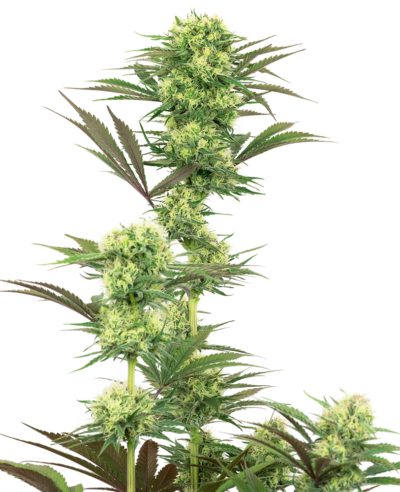 SENSI SEEDS WHITE LABEL - GUAVA JELLY STRAIN - FEM PHOTO