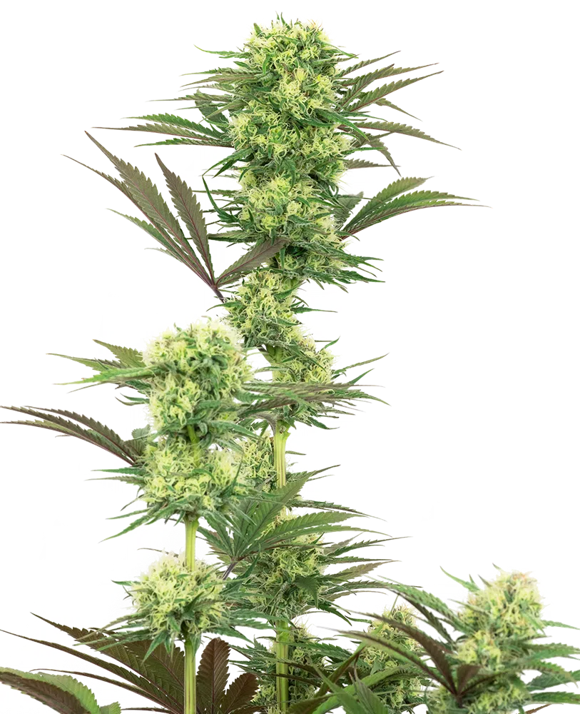 SENSI SEEDS WHITE LABEL - GUAVA JELLY STRAIN - FEM PHOTO