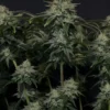 FAST BUDS - GORILLA COOKIES FF STRAIN - FEM PHOTO - Image 6