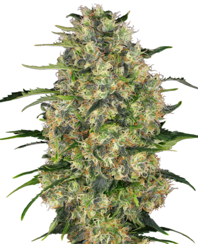 SENSI SEEDS - BLACK DOMINA STRAIN - FEM PHOTO - 10 PACK