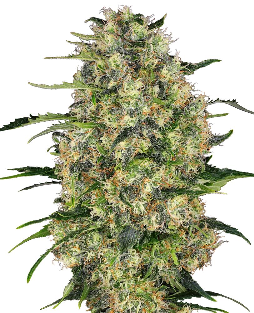 SENSI SEEDS - BLACK DOMINA STRAIN - FEM PHOTO - 10 PACK