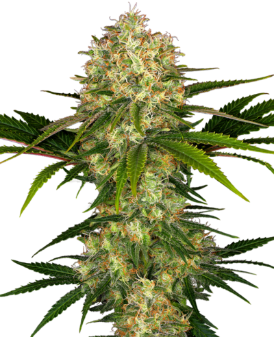 SENSI SEEDS - AFGHANI #1 STRAIN - FEM PHOTO