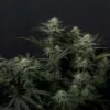 FAST BUDS - GG4 SHERBET FF STRAIN - FEM PHOTO - Image 2