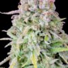 FAST BUDS - ORIGINAL AFGHAN KUSH STRAIN - AUTO FEM - Image 2