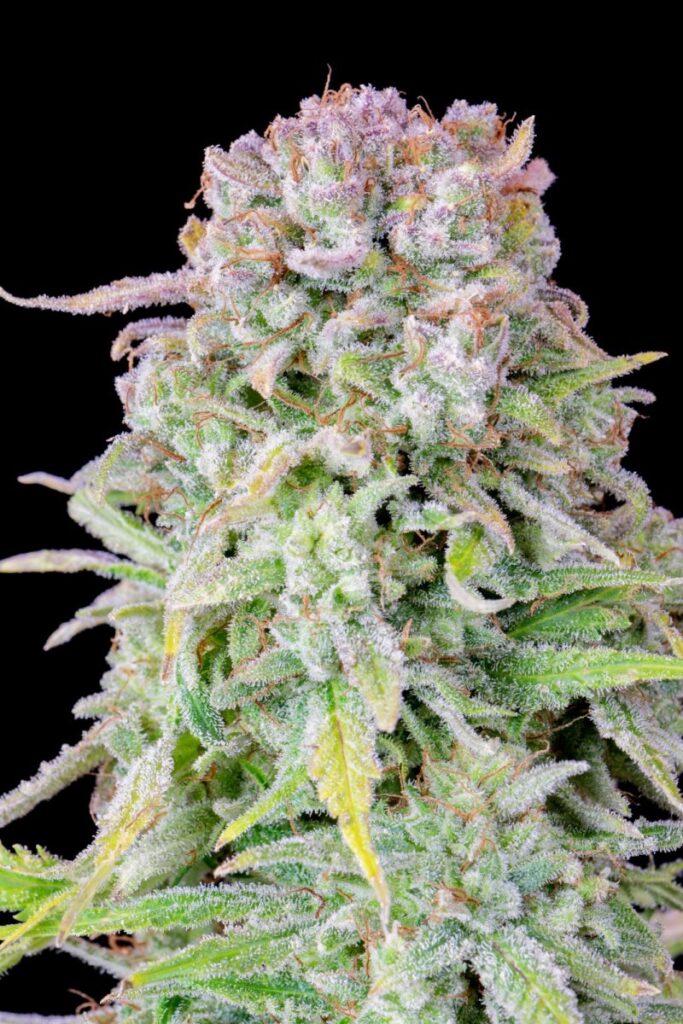 Original Afghan Kush Auto | Fast Buds | FEM Autoflower Seeds