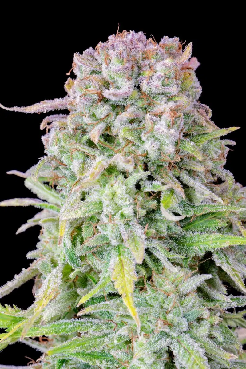 Original Afghan Kush Auto
