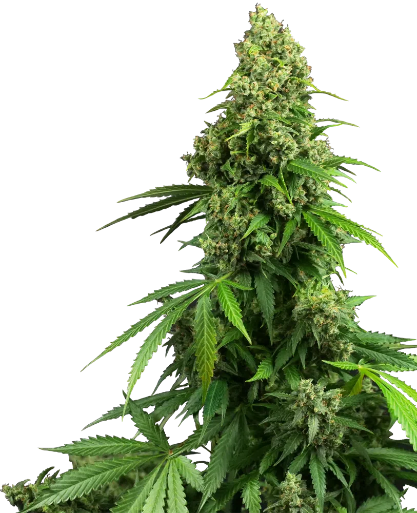 SENSI SEEDS - HONEY MELON KUSH AUTOMATIC STRAIN - AUTO FEM