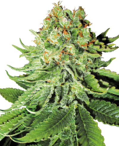 SENSI SEEDS WHITE LABEL - NORTHERN LIGHTS AUTOMATIC STRAIN - AUTO FEM