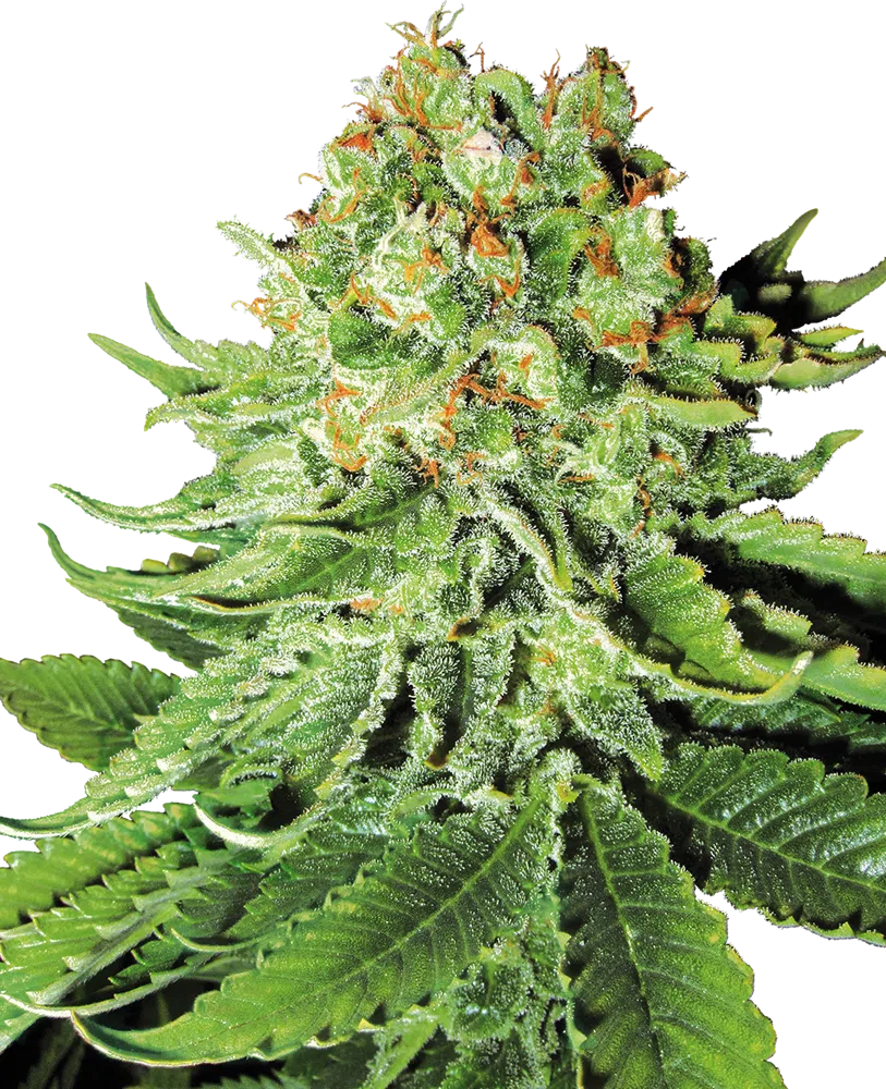 SENSI SEEDS WHITE LABEL - NORTHERN LIGHTS AUTOMATIC STRAIN - AUTO FEM