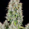 FAST BUDS - ORIGINAL CINDERELLA STRAIN - AUTO FEM [Retiring] - Image 2