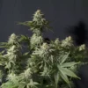 FAST BUDS - ORANGE SHERBET FF STRAIN - FEM PHOTO - Image 2