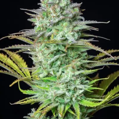 Kosher Cake Auto | Fast Buds | FEM Autoflower Seeds