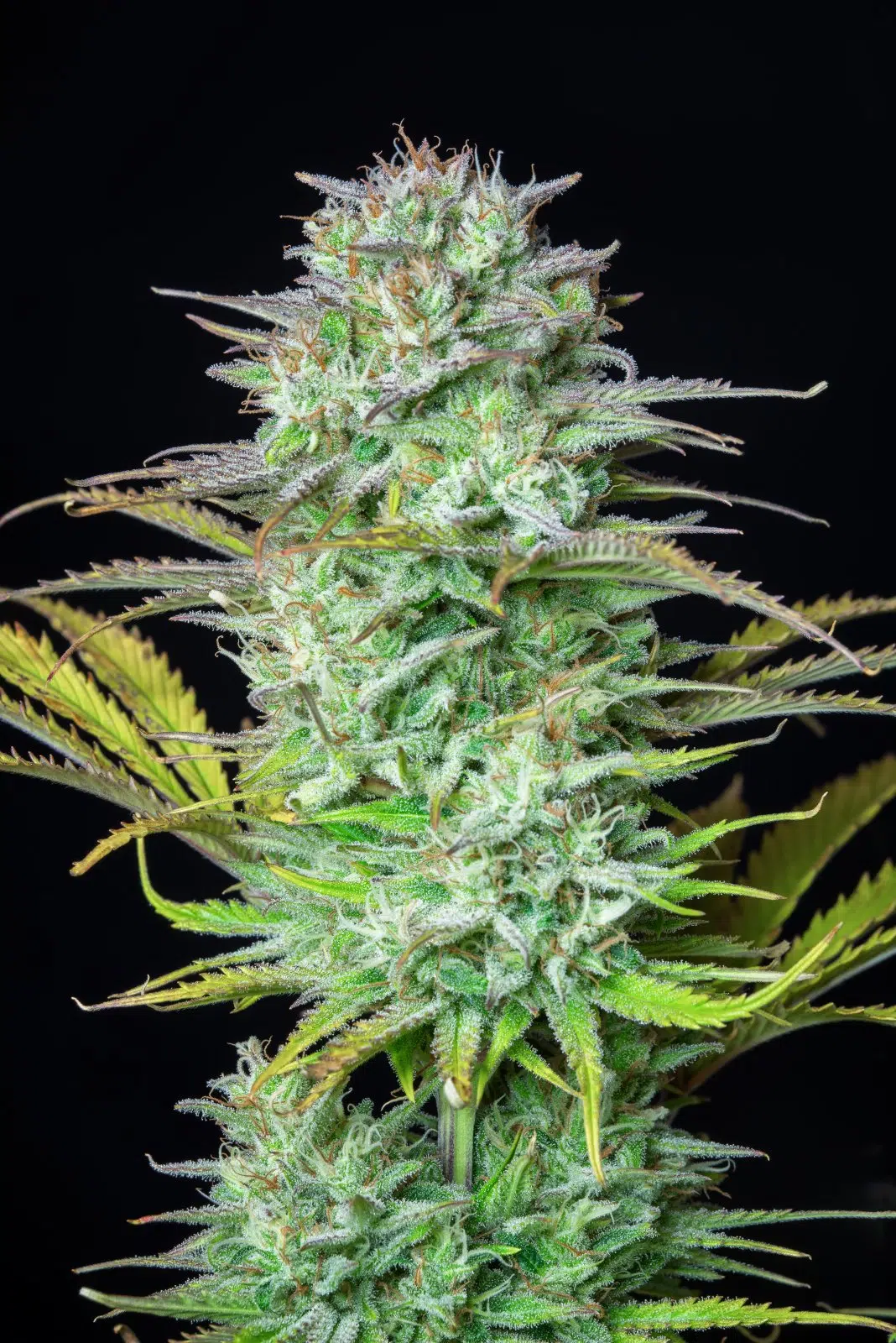 Kosher Cake Auto | Fast Buds | FEM Autoflower Seeds