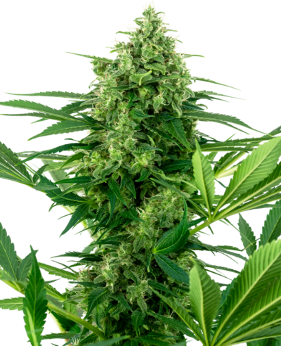SENSI SEEDS - BANANA FROSTING STRAIN - FEM PHOTO