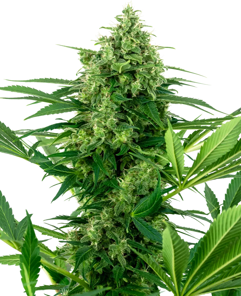 SENSI SEEDS - BANANA FROSTING STRAIN - FEM PHOTO