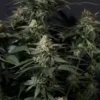 FAST BUDS - PURPLE LEMONADE FF STRAIN - FEM PHOTO - Image 7