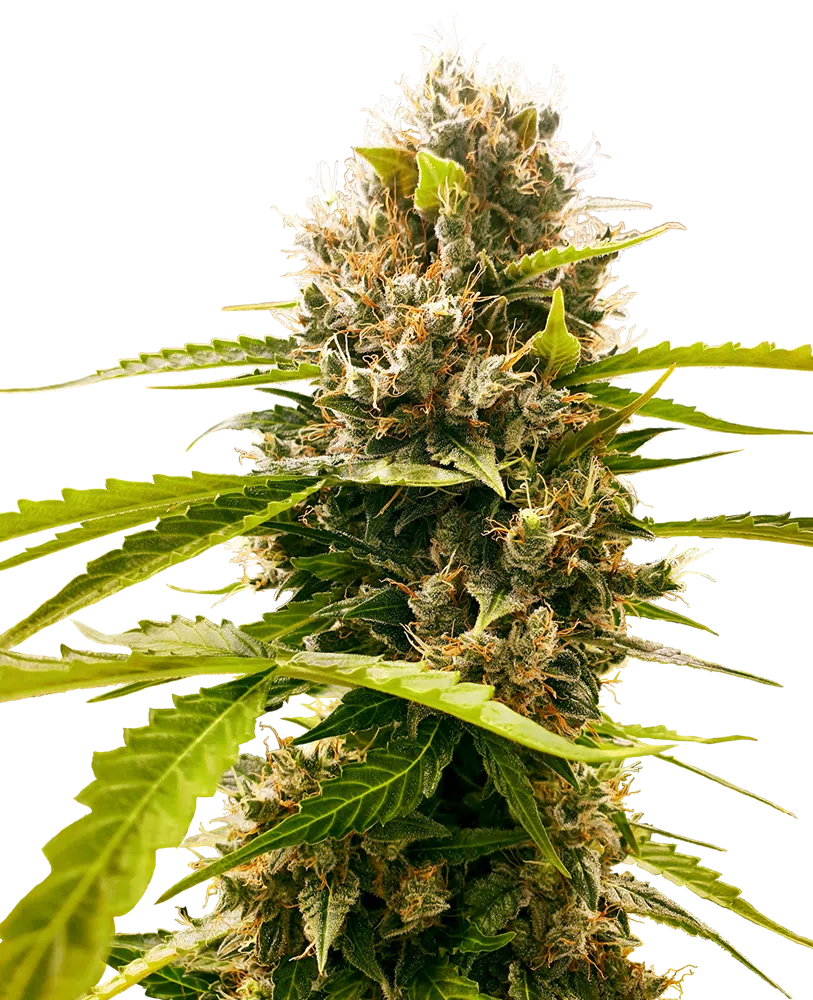 SENSI SEEDS - MANDARIN PUNCH STRAIN - FEM PHOTO