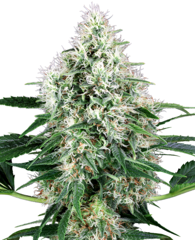 SENSI SEEDS WHITE LABEL – PURE POWER PLANT AUTOMATIC STRAIN – AUTO FEM