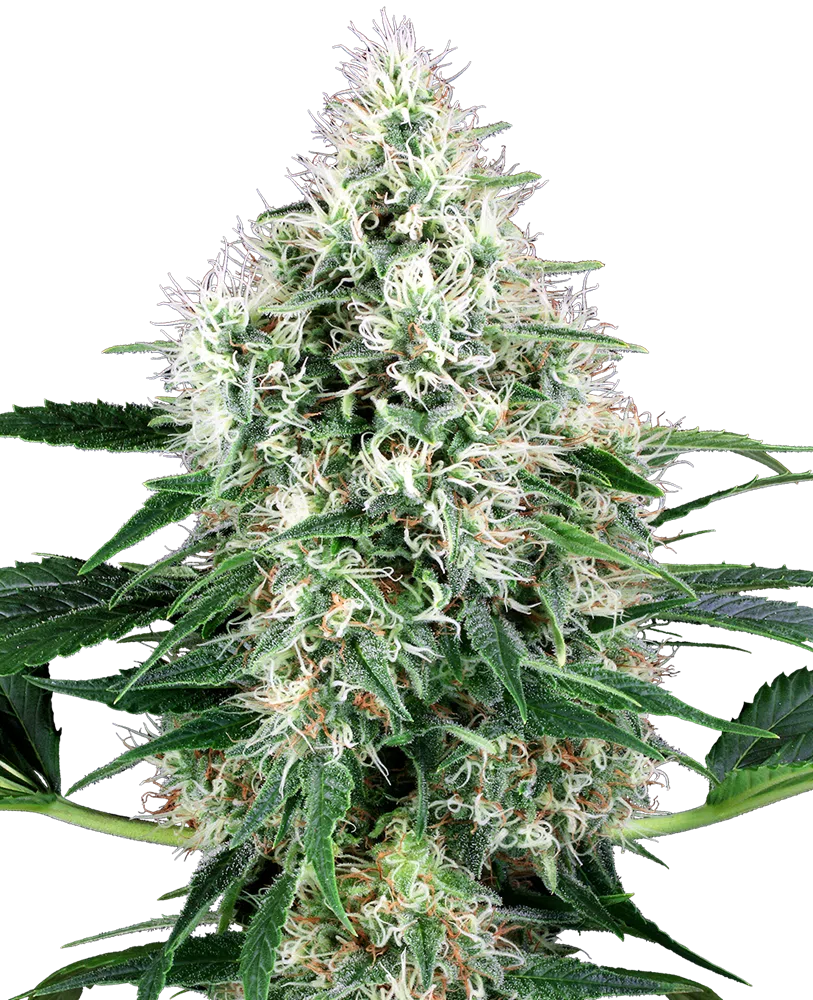 SENSI SEEDS WHITE LABEL – PURE POWER PLANT AUTOMATIC STRAIN – AUTO FEM