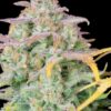 FAST BUDS - ORIGINAL TRAINWRECK STRAIN - AUTO FEM - Image 3