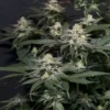 FAST BUDS - PURPLE LEMONADE FF STRAIN - FEM PHOTO - Image 3