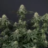 FAST BUDS - TROPICANA COOKIES FF STRAIN - FEM PHOTO - Image 4