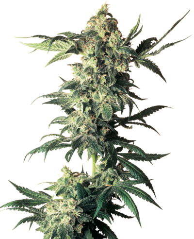 SENSI SEEDS WHITE LABEL - NORTHERN LIGHTS STRAIN - FEM PHOTO