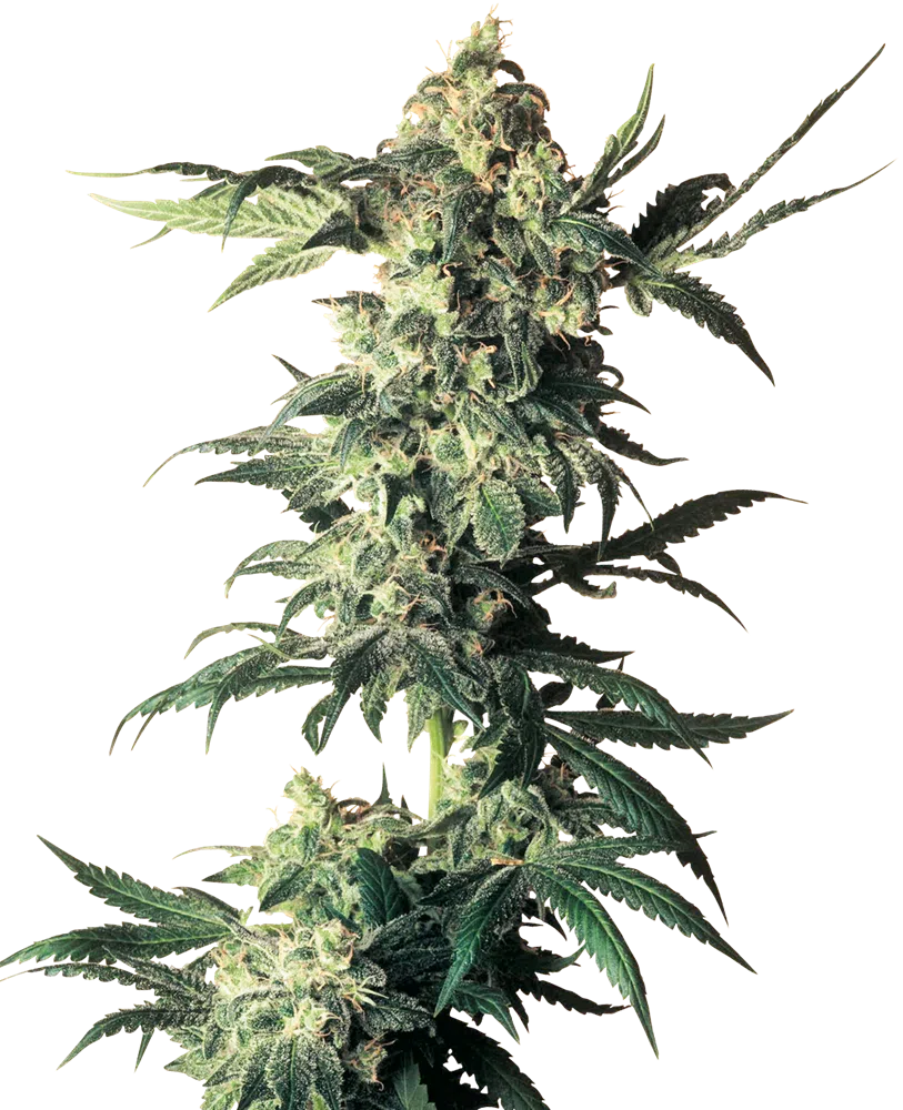 SENSI SEEDS WHITE LABEL - NORTHERN LIGHTS STRAIN - FEM PHOTO