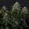 FAST BUDS - GORILLA COOKIES FF STRAIN - FEM PHOTO - Image 4