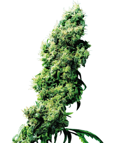SENSI SEEDS - FOUR WAY STRAIN - REG PHOTO - 10 PACK