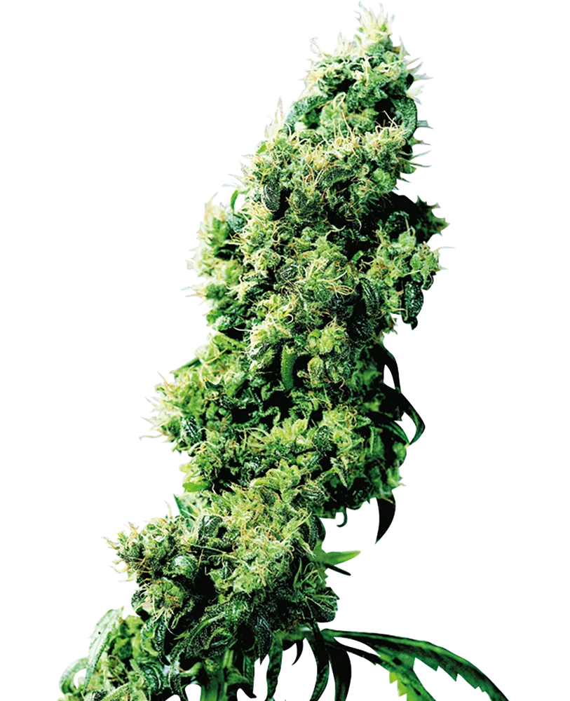 SENSI SEEDS - FOUR WAY STRAIN - REG PHOTO - 10 PACK