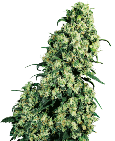SENSI SEEDS – SKUNK #1 STRAIN – FEM PHOTO