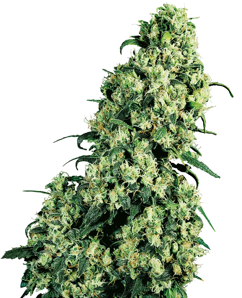 SENSI SEEDS – SKUNK #1 STRAIN – FEM PHOTO
