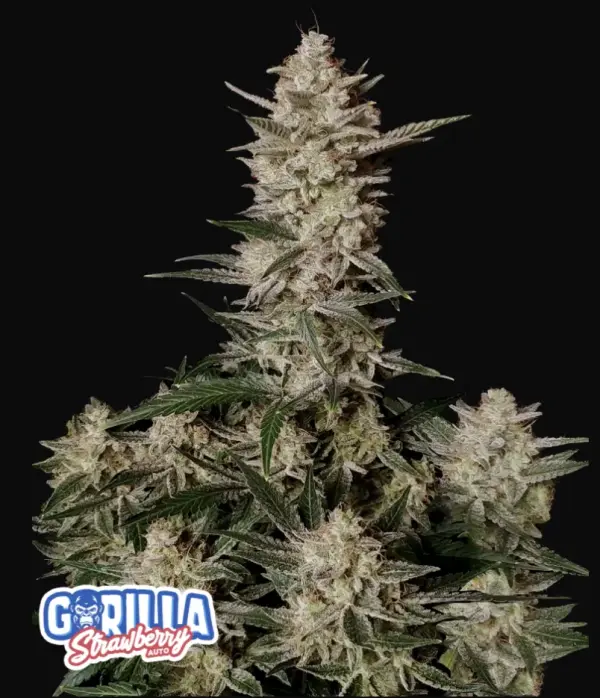 Strawberry Gorilla Auto | Fast Buds | FEM Autoflower Seeds